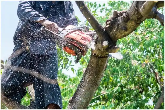 tree services Saxonburg